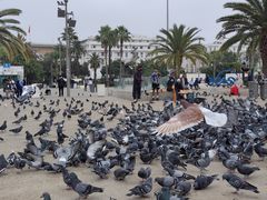 -哈桑二世清真寺