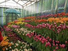 -石家庄市植物园