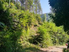 -黄埔油麻山森林公园