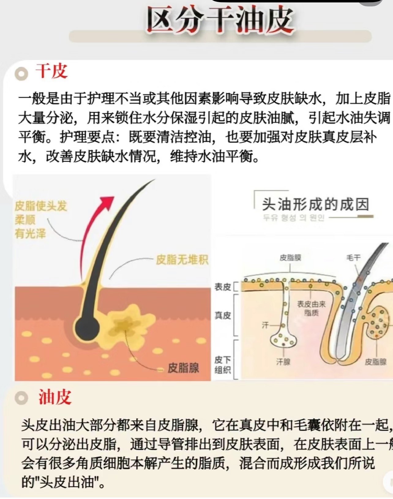 正常毛囊皮脂腺图片