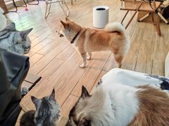 -李小姐の猫咖啡馆(五角场店)