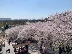 -苏州上方山国家森林公园