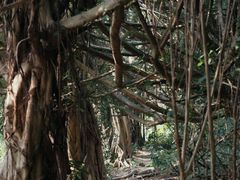 -华侨城湿地公园