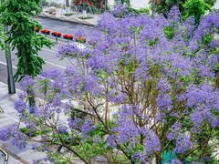 -重庆市江北嘴中央商务区中央公园