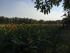 -艾溪湖湿地公园