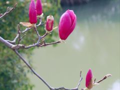 -八大山人梅湖景区