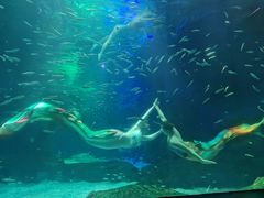 -海合安成都极地海洋公园