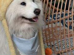 -星多哈·狗咖·拼豆·咖啡