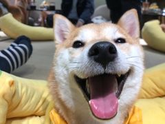 -逗柴咖啡屋·狗咖猫咖宠物桌游