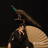 成都写真|与孔雀的第一次合影