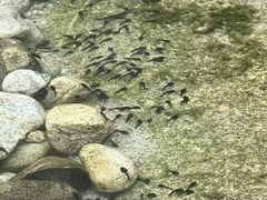 -沣峪口