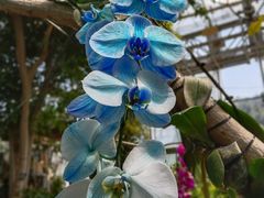 -北京植物园-展览温室