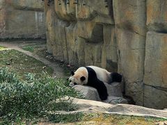 -上海野生动物园