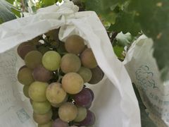 -马陆小张葡萄园农家乐