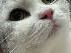 -四月宠物医院·猫专科·心脏专科·内科(转塘店)