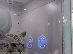 -爱洗澡的猫(天河路店)