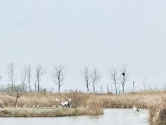 -盐城丹顶鹤湿地生态旅游区