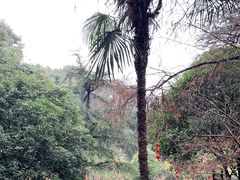 -上海佘山国家森林公园天马山园