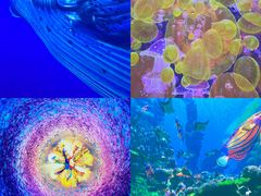 -海合安青岛极地海洋公园