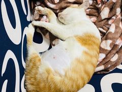 -伟伟宠物医院·瑞派猫友好医院·猫科(光谷店)