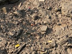 -东寨港红树林旅游区