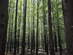 -日照海滨国家森林公园