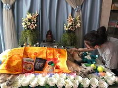 -彩虹桥宠物火化殡葬善终服务(金乐大厦店)