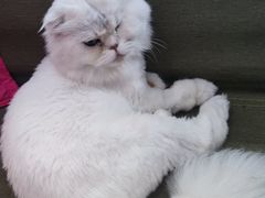 -御宝贝·A梦猫科宠物医院(国际猫友好医院)