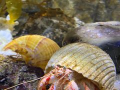 -凯莉-塔尔敦海洋生物水族馆