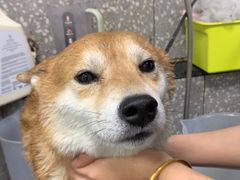 -宠物家(角门东店)