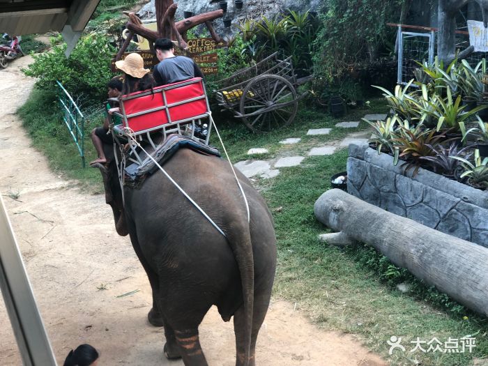 海景大象营图片