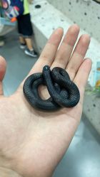 -Moni星球萌宠·小马宝莉·灵蛇·高端高阶全萌宠互动体验俱乐部(红豆国际广场店)