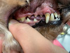 -宠福鑫康馨动物医院·骨科·眼科