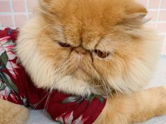 -李小姐の猫咖啡馆(五角场店)
