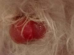 -艾贝尔宠物医院·24H转诊中心·肿瘤猫专科(江宁双龙店)