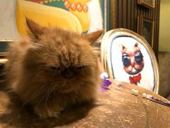 -more than meow吴止猫主题餐厅(承德 中船汇店)