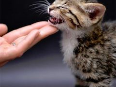 -东北农家饺子村(昌平路店)