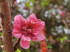 -桃花涧