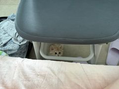 -瑞鹏宠物医院·骨科·猫科·内科(第一中心)