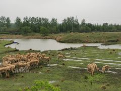 -溱湖国家湿地公园