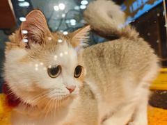 -欣宠猫屋·矮脚拿破仑·蓝金金渐层