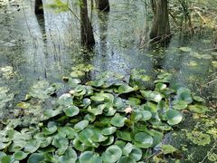-池杉湖湿地公园