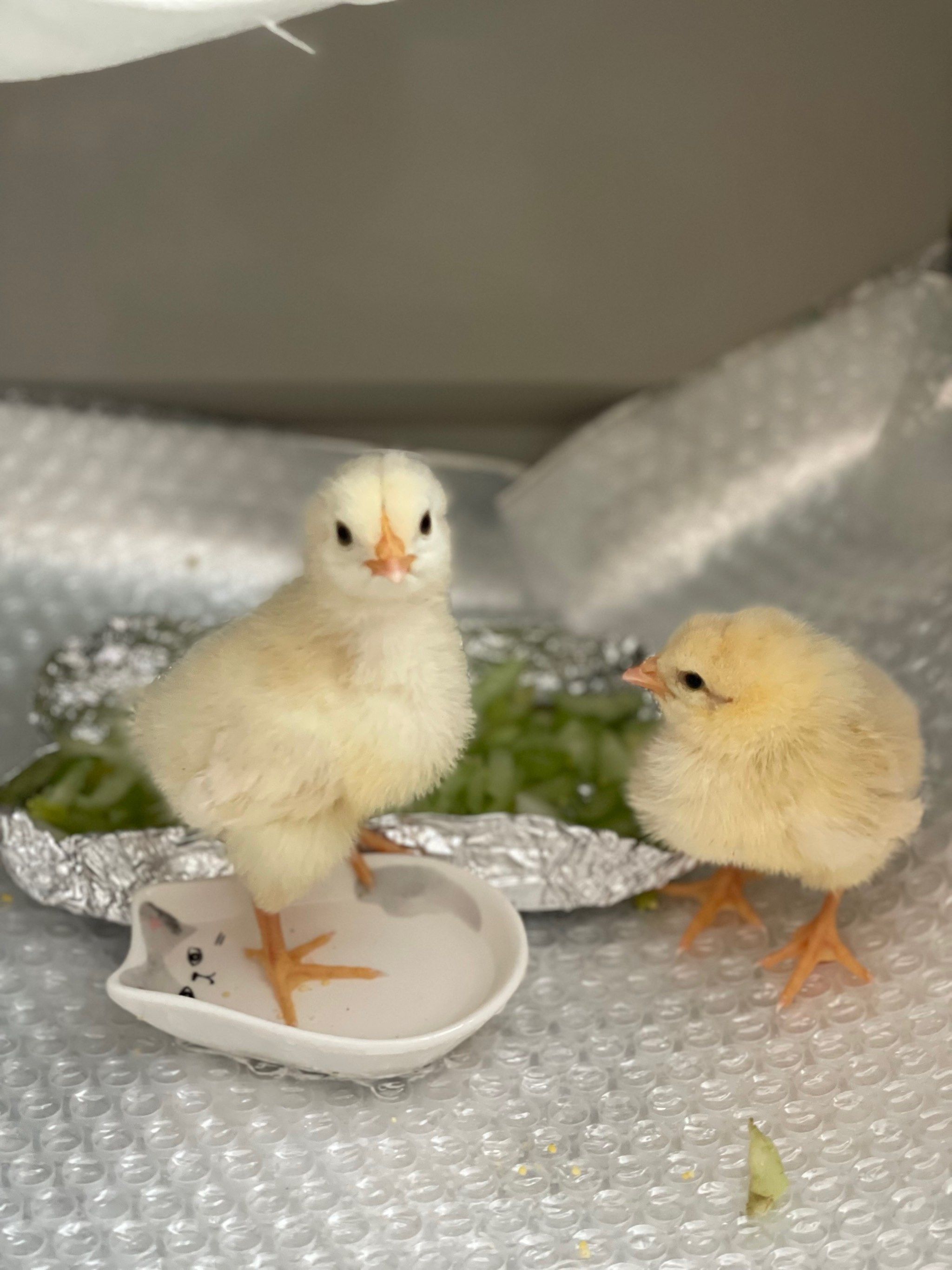 公寓养小鸡日记