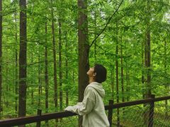 -黄海国家森林公园