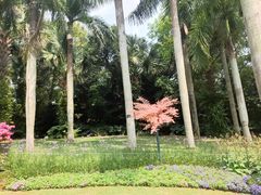 -深圳仙湖植物园