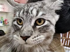 -酷狗靓猫宠物·洗护·美容·寄养(航北路店)