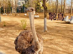 -大连森林动物园