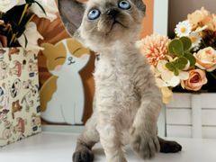 -小猫来了·猫舍(红山六九七九店)