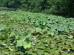 -昆山城市生态森林公园