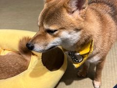 -逗柴咖啡屋·狗咖猫咖宠物桌游